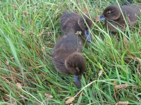 Brown Teal Ducklings Photo