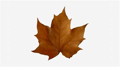 Brown Leaves Autumn Fall Clipart Clip Leaf