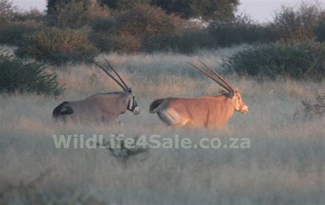 Goue Gemsbokke Te Koop Golden Oryx For Sale Wildlife South Africa