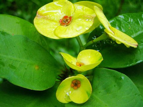 Gambar Menanam Daun Bunga Hijau Menghasilkan Botani Kuning