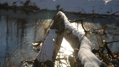 Tree Branch Frozen In The Ice Forest River Nature Landscape Winter