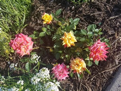 Photo Of The Entire Plant Of Rose Rosa Rainbows End Posted By