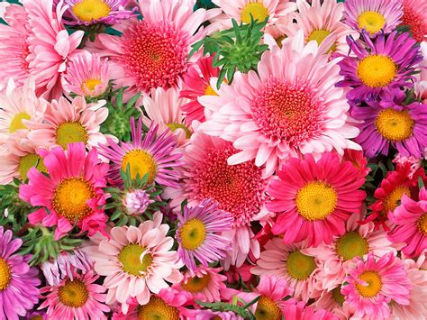 Flores De Colores Flores Wallpapers Fondos De Pantallas De Flores