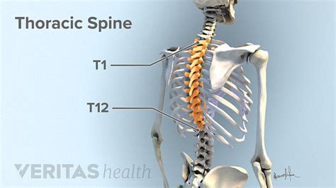 Thoracic Spinal Nerves Spine Health
