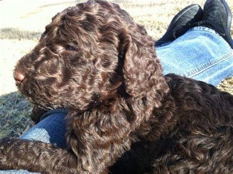We are established breeders of goldendoodles and bernedoodles with many references and many second and third time customers. F2 Chocolate Male Miniature Goldendoodle Puppies for Sale in Clearfield, Kentucky Classified ...