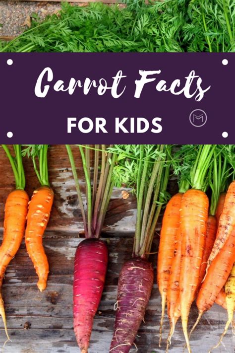 Carrot Facts For Kids History Of Carrots Mother 2 Mother Blog