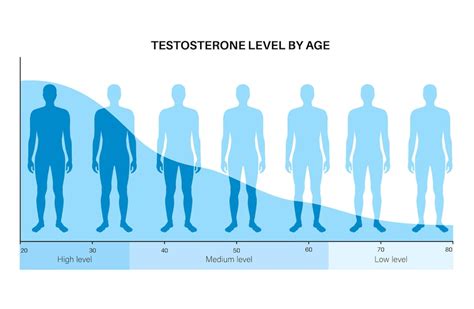 Premium Vector Testosterone Level Color Chart Sex Hormone Production By Age Isolated Flat