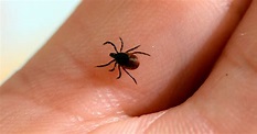 This Could Be The Worst Tick Season In Years. Here's What You Need To ...