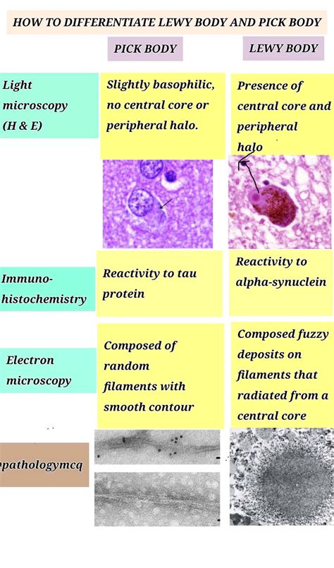 Differences Between Pick Body And Lewy Body Light Microscopy Central