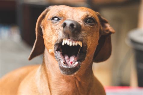Pack Of Wiener Dogs Mauls Woman To Death