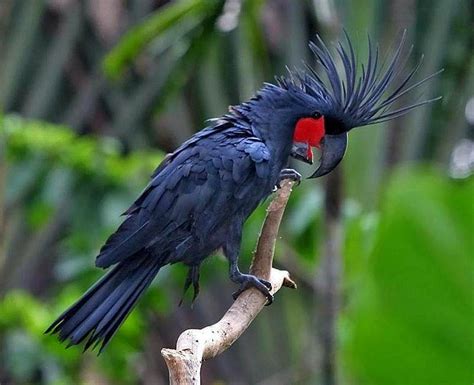 Nah, berikut ini daftar burung cendrawasih yang paling populer dan terancam punah menurut iucn (international union for conservation of nature). Gambar Burung Tercantik di Indonesia