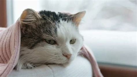 Bagi pecinta kucing, cara merawat kucing peaknose memang jauh lebih ribet. √Ini Dia! 17 Cara Mengobati Kucing Demam Wajib Diketahui