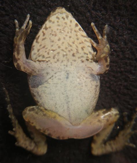 Gopher Frog Metamorph Dorsal And Ventral Aspects Flickr