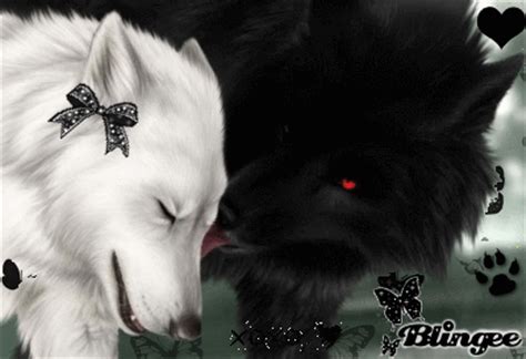 Probably not but will that stop me? Black wolf licking a white wolf Picture #115108546 | Blingee.com