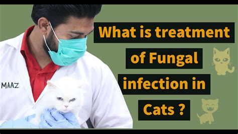 What Is Treatment Of Fungal Infection In Cats Fungal Infection Care