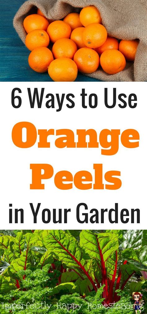 6 Ways To Use Orange Peels In Your Garden Great For Backyard
