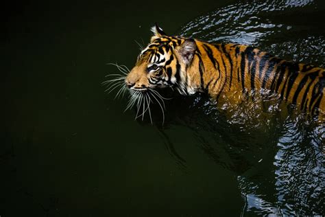 The Sumatran Tiger Hd Wallpaper Background Image 2048x1367 Id