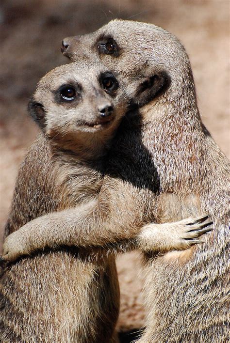 Hugging Meerkats By Lizziemorrison Redbubble