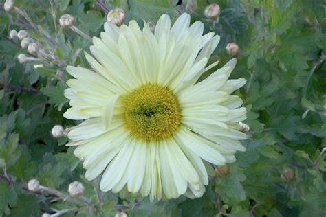 Culinary and manufacturing uses for mum flowers. White Chrysanthemum Mums Photograph by Isabela and Skender ...