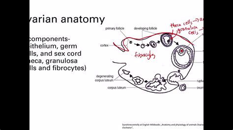 Ovarian And Testicular Anatomy Reproductive System Step 1