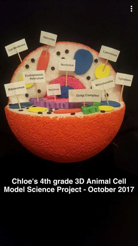 Animal Cell 3d Model 3d Animal Cell Project 3d Animal