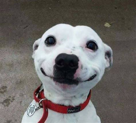 Pin By Pamela Wallace On Dog Smiles Dog Selfie Funny Animals Dog Face