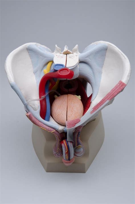male pelvis  ligaments vessels nerves pelvic floor  organs