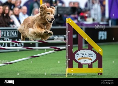 New York Usa 8th Feb 2020 Bam A Golden Retriever Clears An