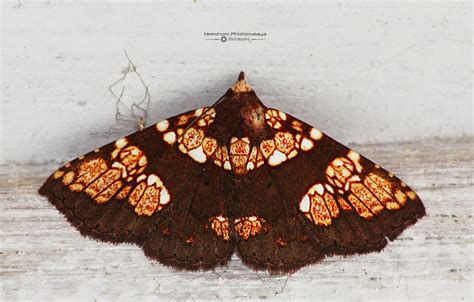 Moth Wings Patterns Collection ~ Neezhom