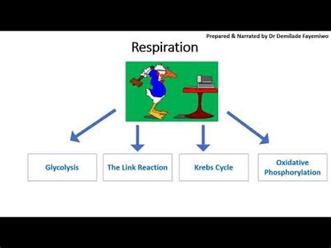 Chapter Aerobic Respiration In Detail Youtube