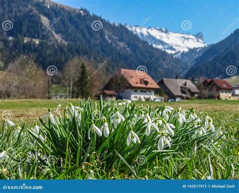 Close Up Of Snowdrop Flowers In Front Of Swiss Alps Stock Image Image