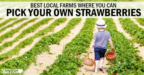 Turn right at true north orchards sign. 20+ Local Farms with the Best Strawberry Picking in ...