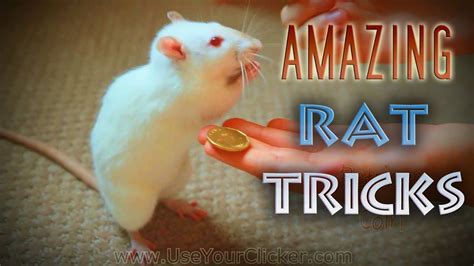 Pet Fancy Rats