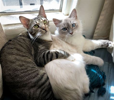 There are 2 boys and 1 girl. Siamese Archives • Kitten Rescue