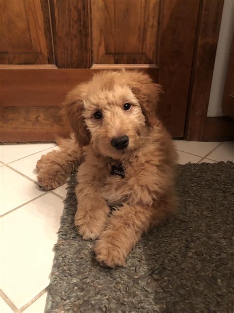 Our New Sweet Mini Goldendoodle Ollie 12 Weeks Old In This Picture 💙