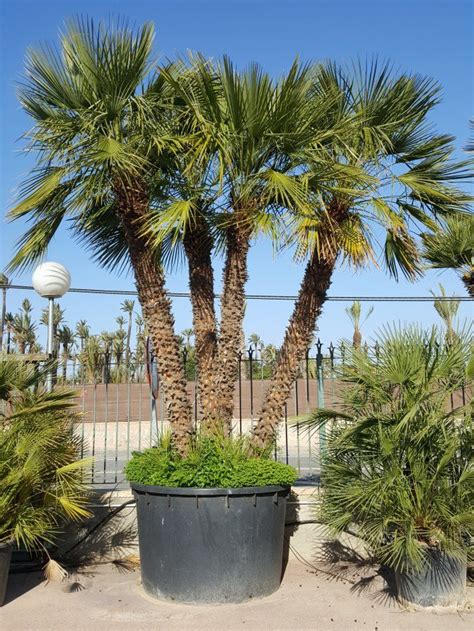 Chamaerops Humilis Palm Trees Mediterranean Fan Palm Tropical