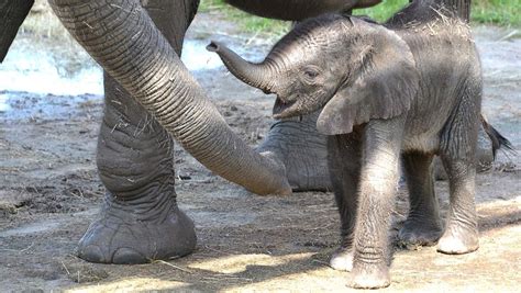 Mom gives Florida's newest baby elephant a name
