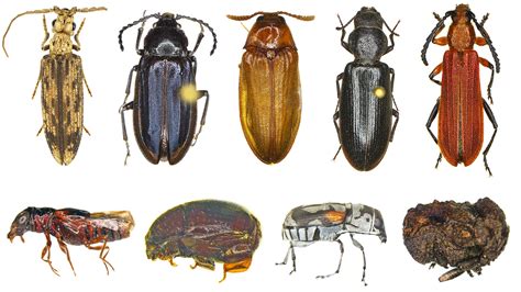 Course Beetle Morphology Classification And ID AMNH