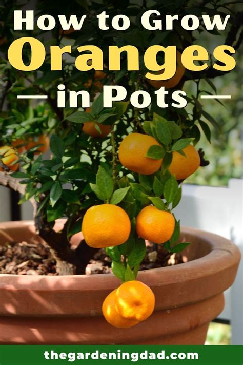 How To Grow Orange Trees In Pots 10 Easy Tips Potted Trees