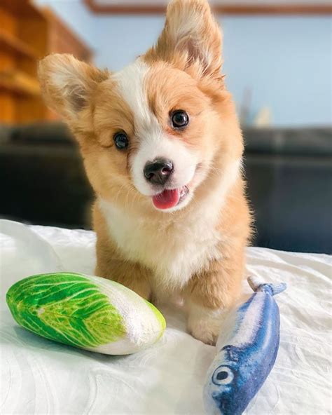 This 5 Month Old Corgi Is Just A Fluffy Ball Of Joy 31