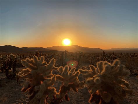 Sunrise At Cholla Cactus Garden Joshua Tree National Park 4032x3024