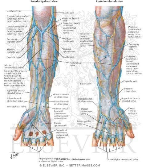 Anatomy Veins Of The Hand And Forearm Nursing School Notes Nursing