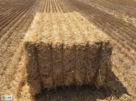 150mt Barley Straw 450kg Approx 8x4x3 Bales Hay And Fodder