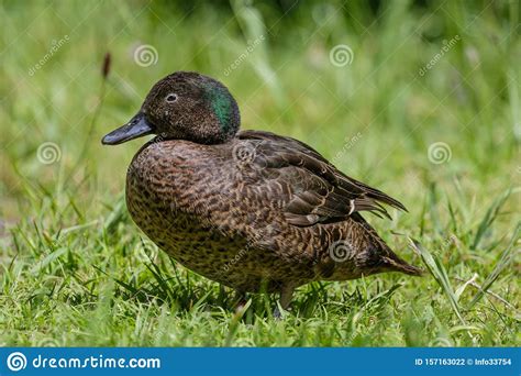 Brown Teal Endemic Duck Of New Zealand Stock Photo Image Of Juvenile
