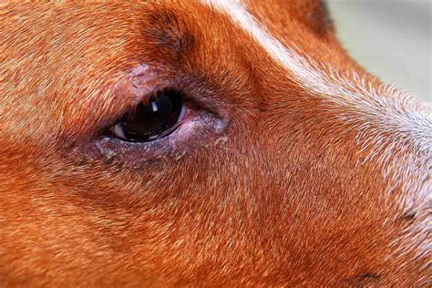 How To Treat Eye Infection In Dogs Naturally