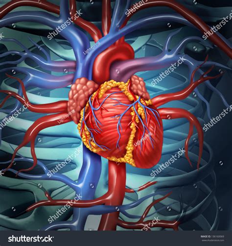 심혈관계 사람의 심장 해부학은 혈구 내부의 스톡 일러스트 136160069 Shutterstock