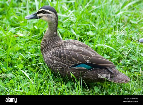 Australian Duck Species Hi Res Stock Photography And Images Alamy