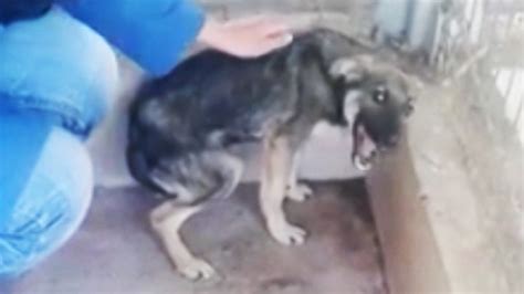 Abused Dog Recoils From Love But Then Cnn Video