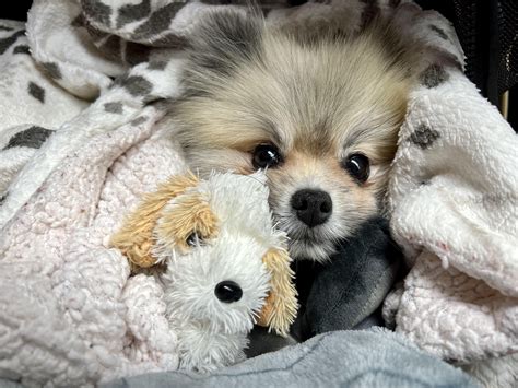 Cuteness overload : r/Pomeranians