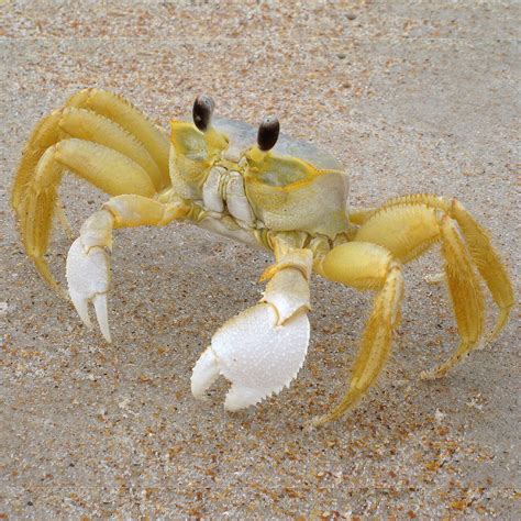 Atlantic Ghost Crab Ima